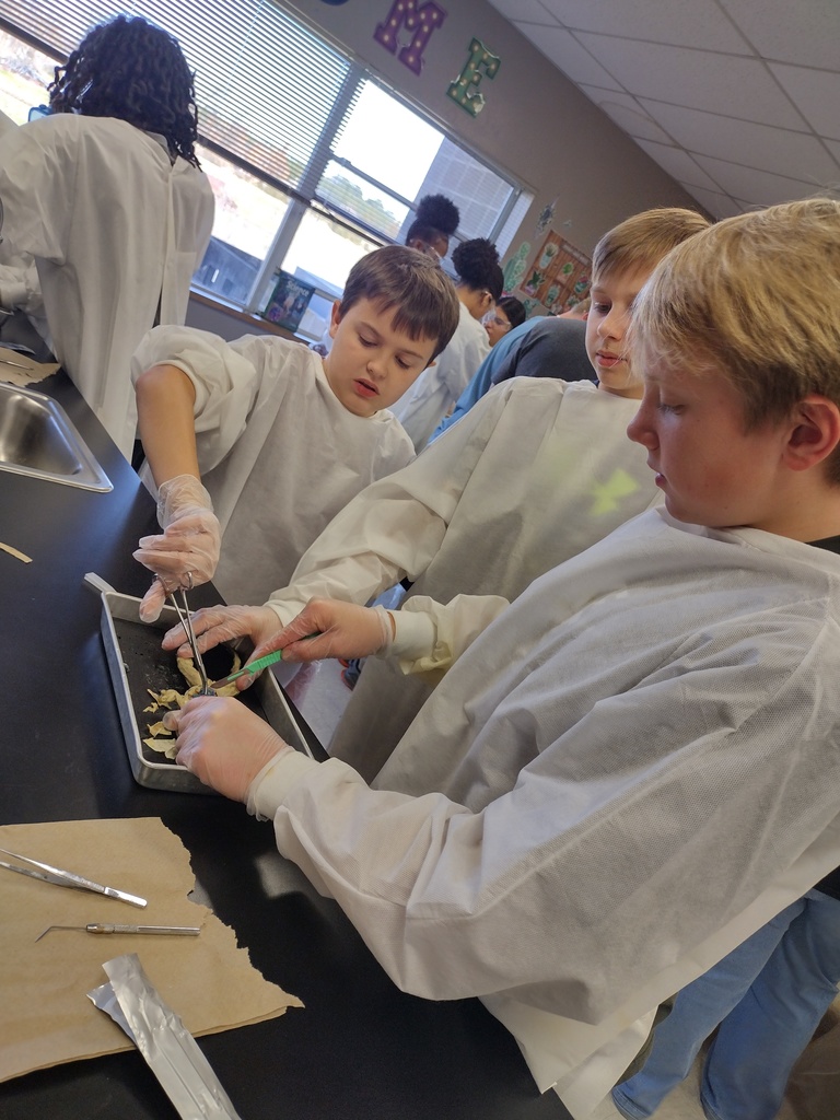 7th graders dissecting frogs
