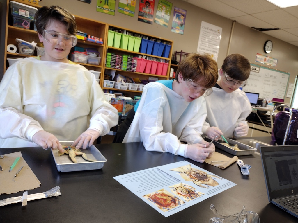 7th graders dissecting frogs