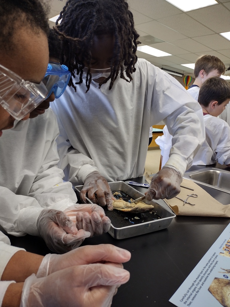 7th graders dissecting frogs