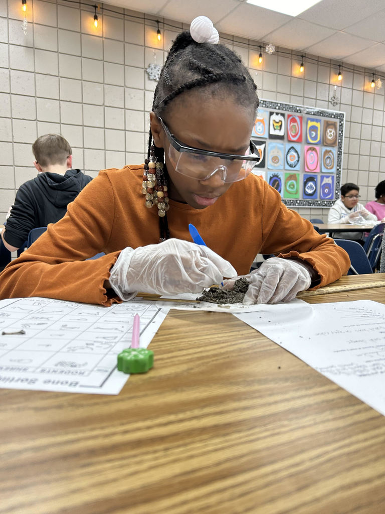 Mrs Harness’ fifth grade Science classes dissected Owl Pellets this week.