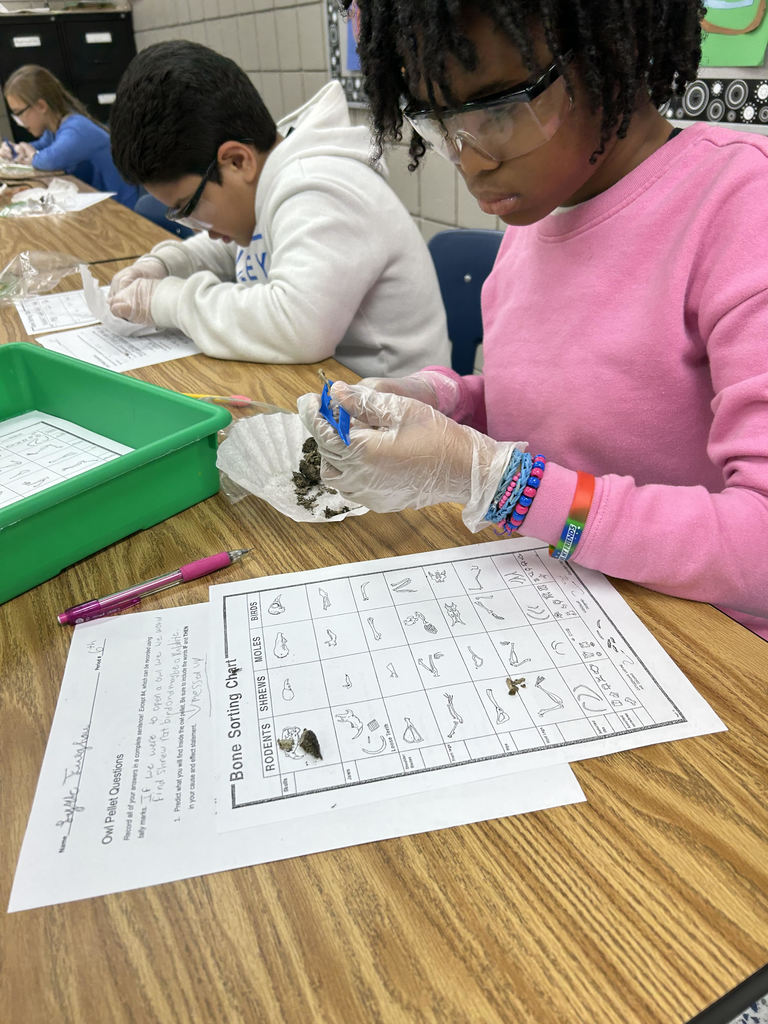 Mrs Harness’ fifth grade Science classes dissected Owl Pellets this week.