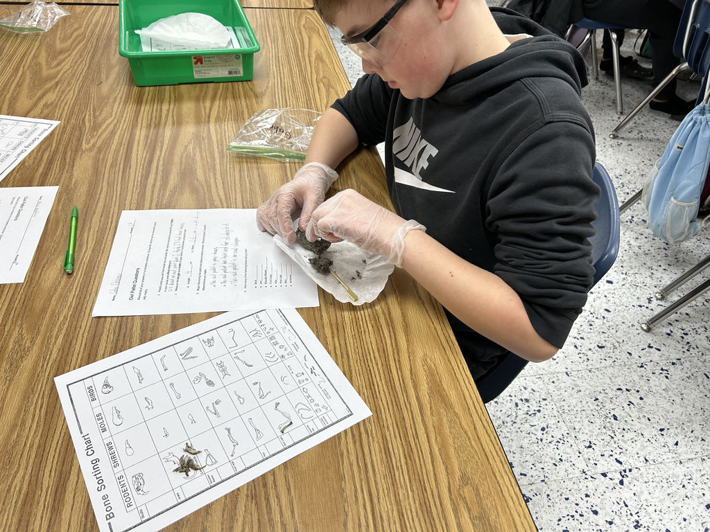 Mrs Harness’ fifth grade Science classes dissected Owl Pellets this week.