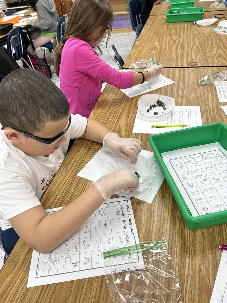 Mrs Harness’ fifth grade Science classes dissected Owl Pellets this week.