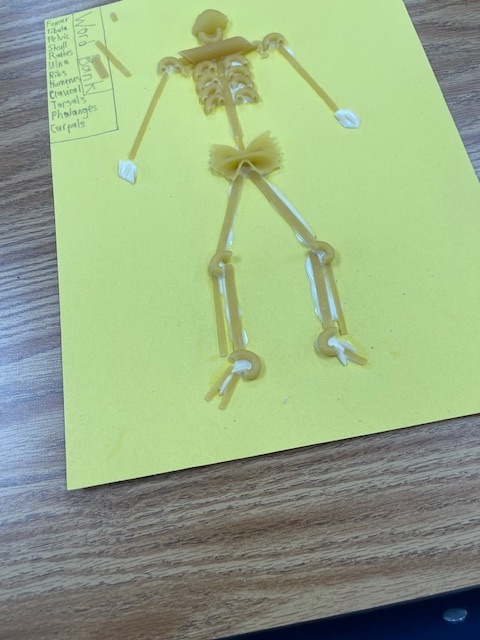 Mrs. Hunter's 5th Period Accelerated Science created skeletons as a wrap-up to our Body Systems projects. Students put their creativity to work as they demonstrated the knowledge they gained about the skeletal system this week.