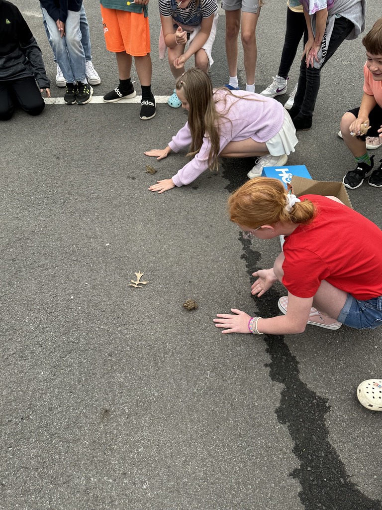 toad races