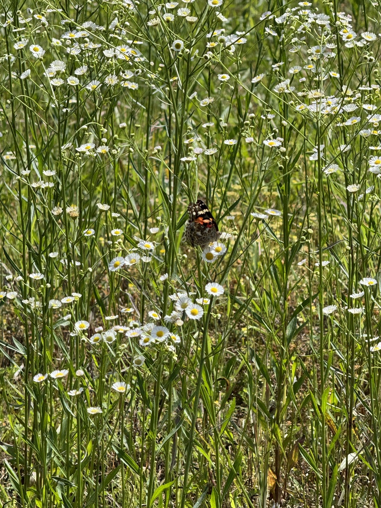 butterflies