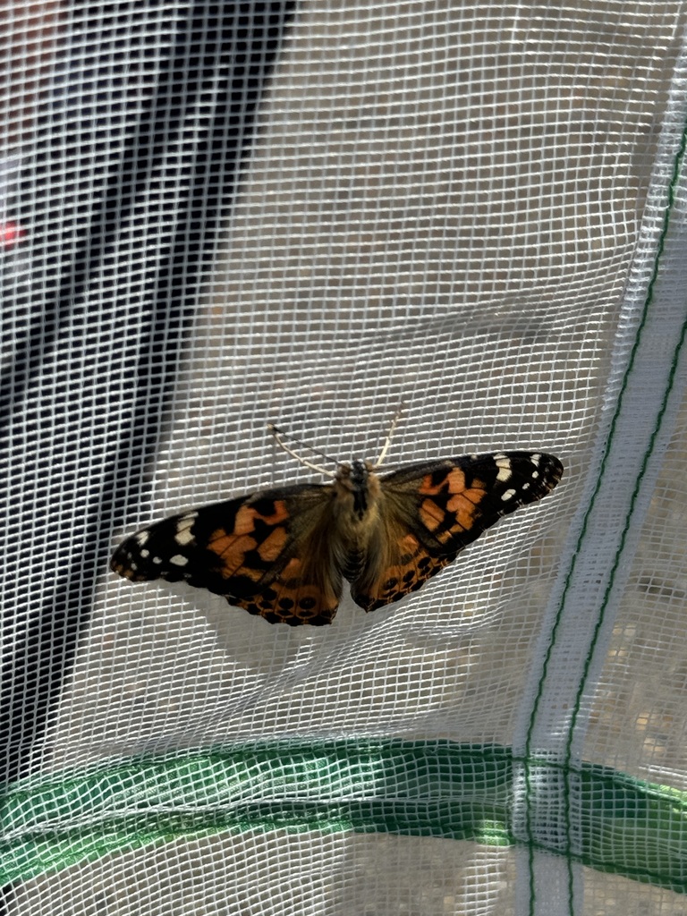 butterflies