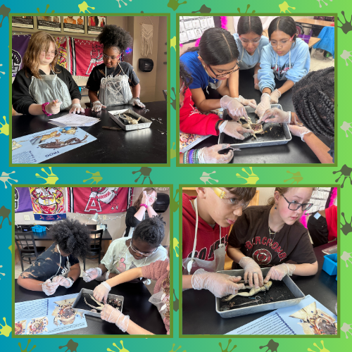6th Grade Frog Dissection