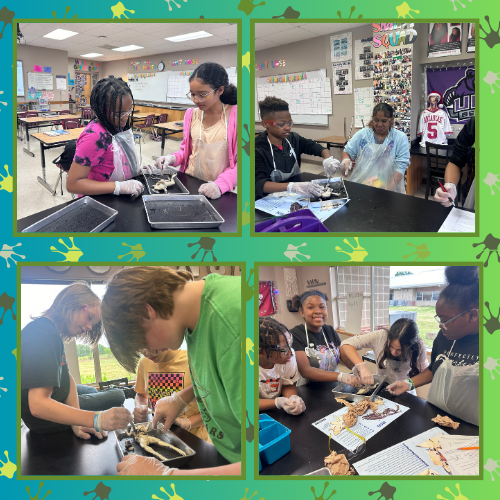 6th Grade Frog Dissection