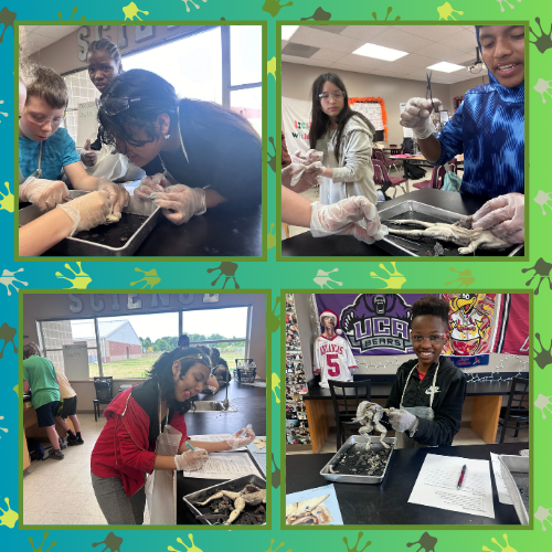 6th Grade Frog Dissection