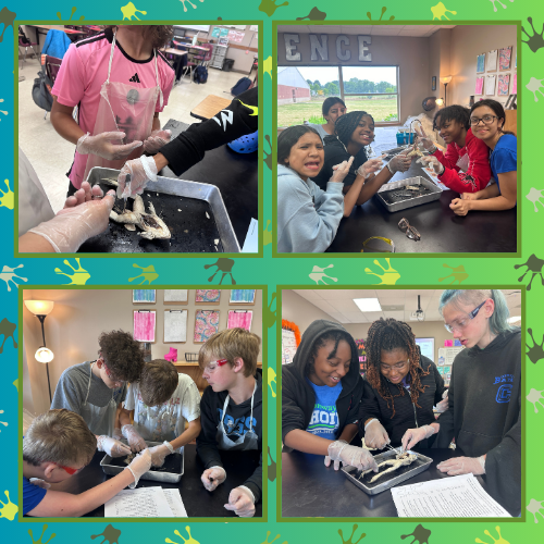 6th Grade Frog Dissection
