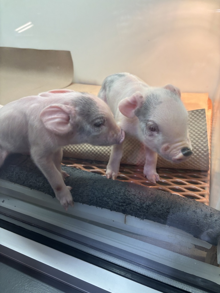 two baby pigs