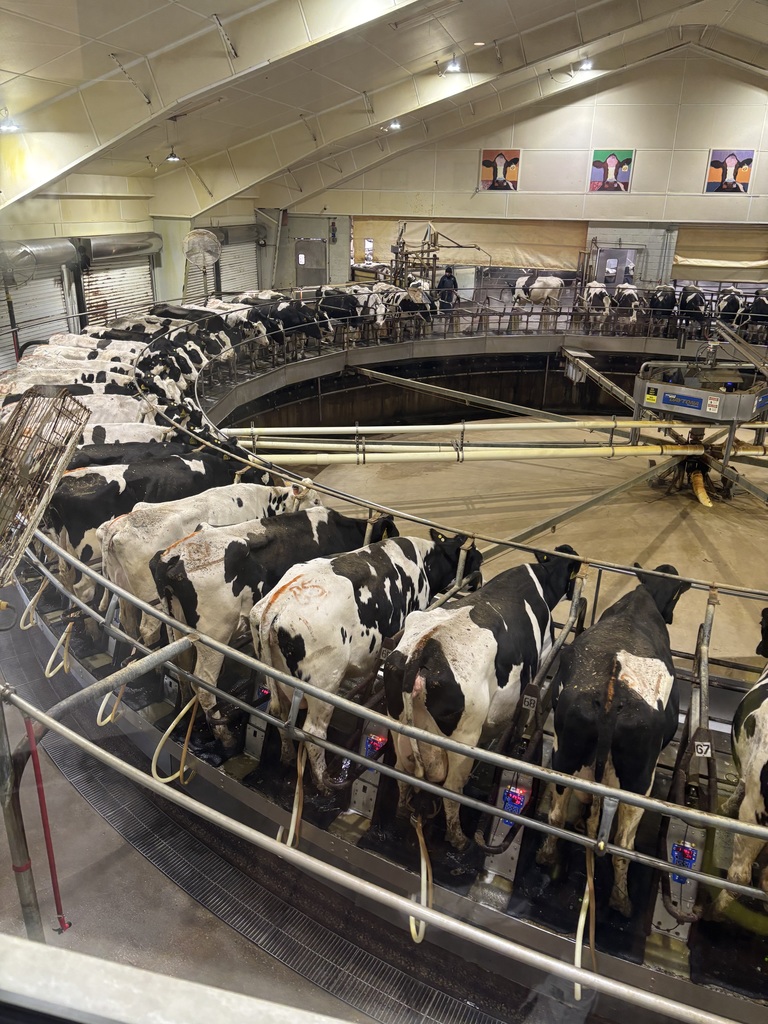 circle of cows