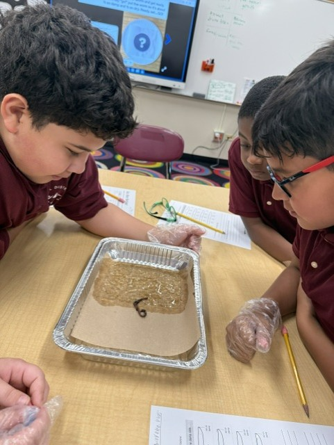 Three students in maroon shirts and gloves examine a brown specimen in a foil tray during a hands-on classroom science activity.