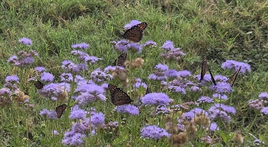 Picture of butterfly garden