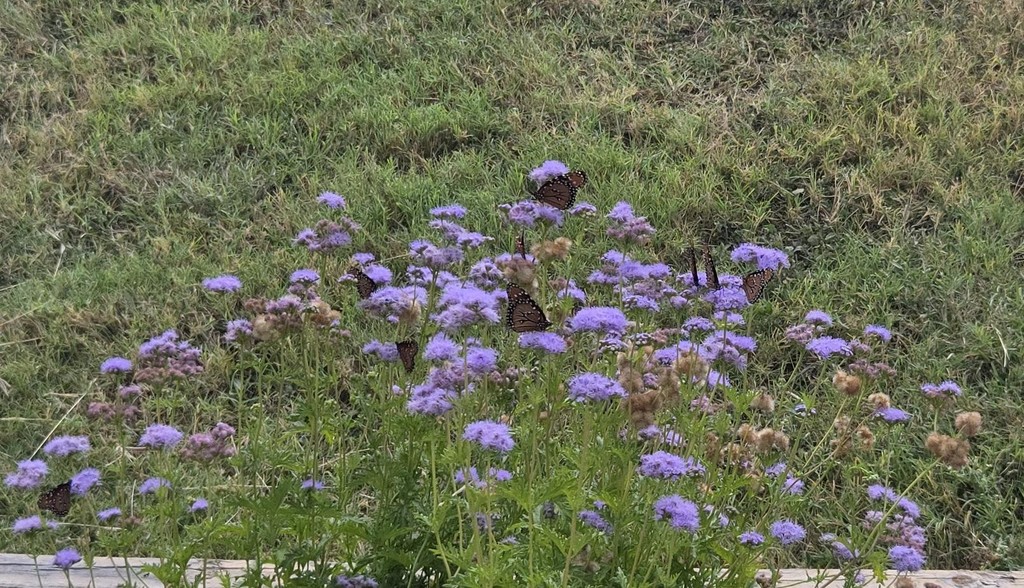 Picture of butterfly garden