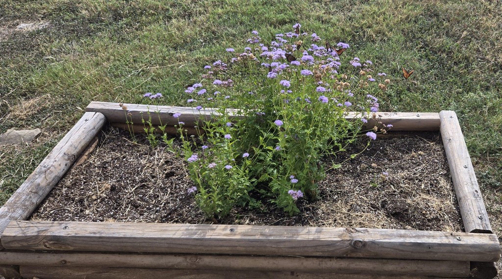 Picture of butterfly garden