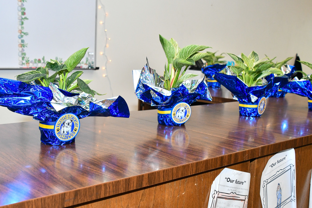 Green plants in pots wrapped in blue foil