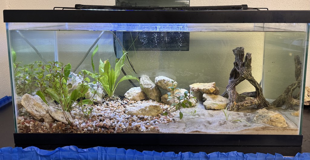 Picture of a fish tank with various fish.