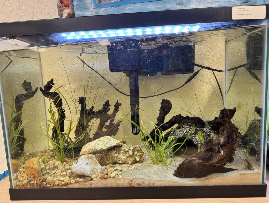 Picture of a fish tank with various fish.