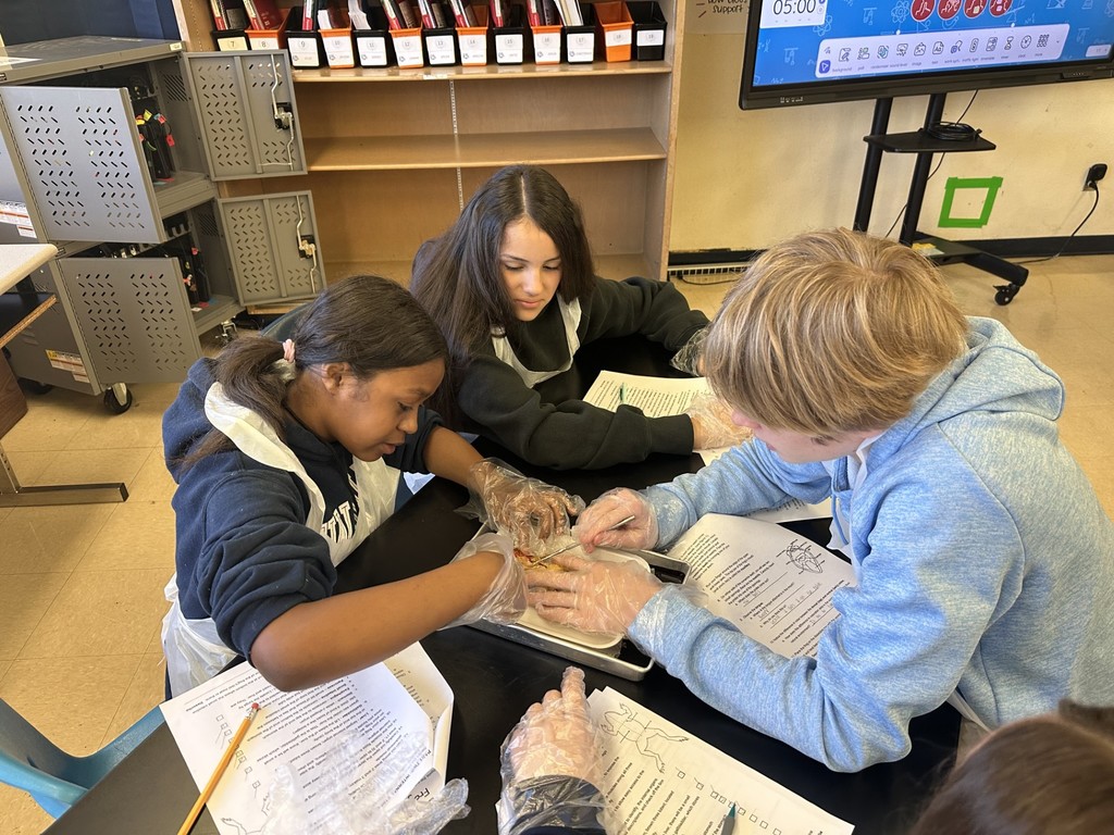 7th Grade Frogs- details in the post