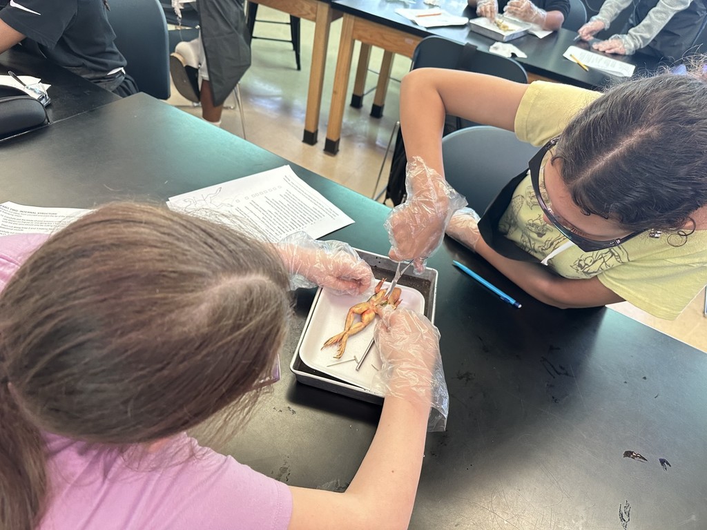 7th Grade Frogs- details in the post