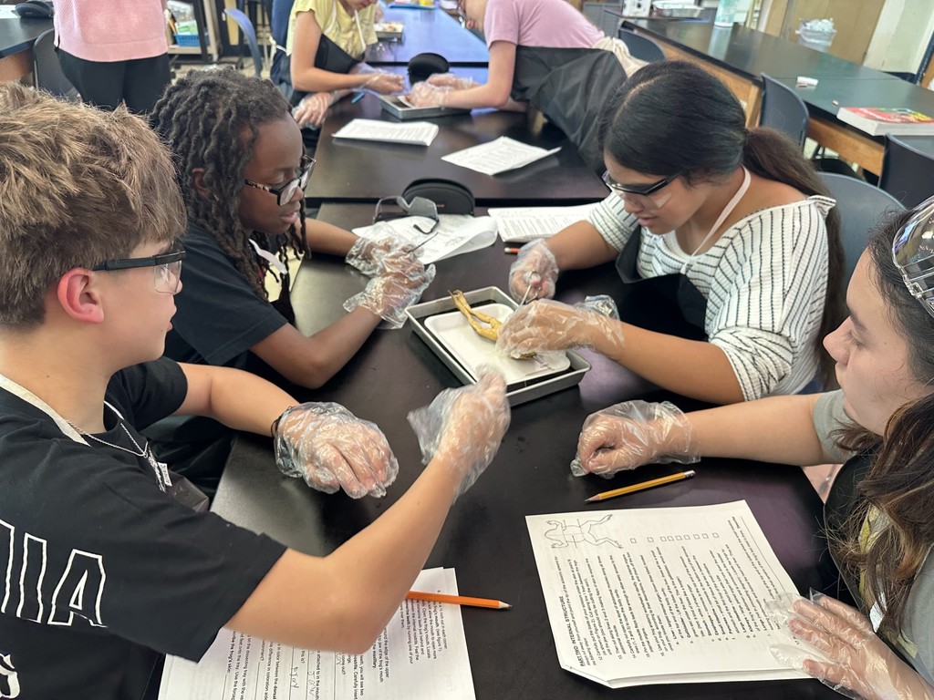 7th Grade Frogs- details in the post