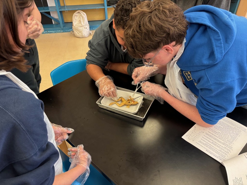 7th Grade Frogs- details in the post