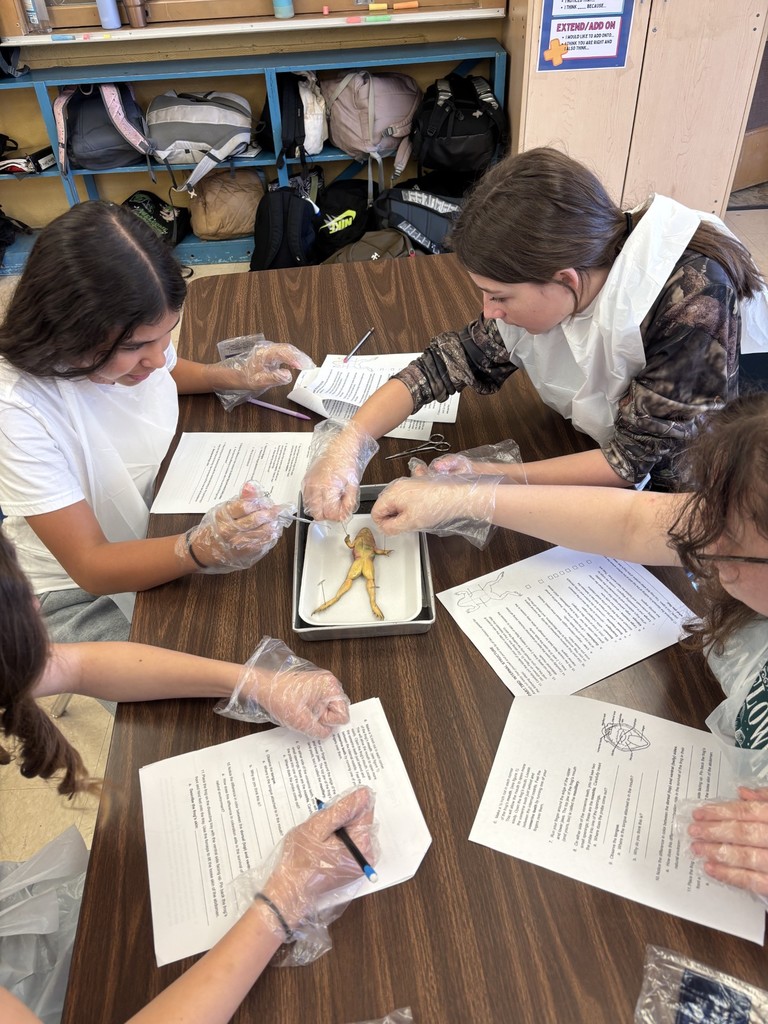 7th Grade Frogs- details in the post