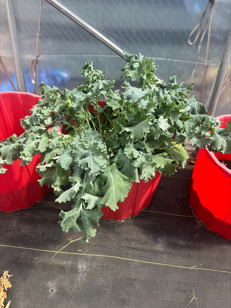 Crossroads Garden Club harvest pictures.