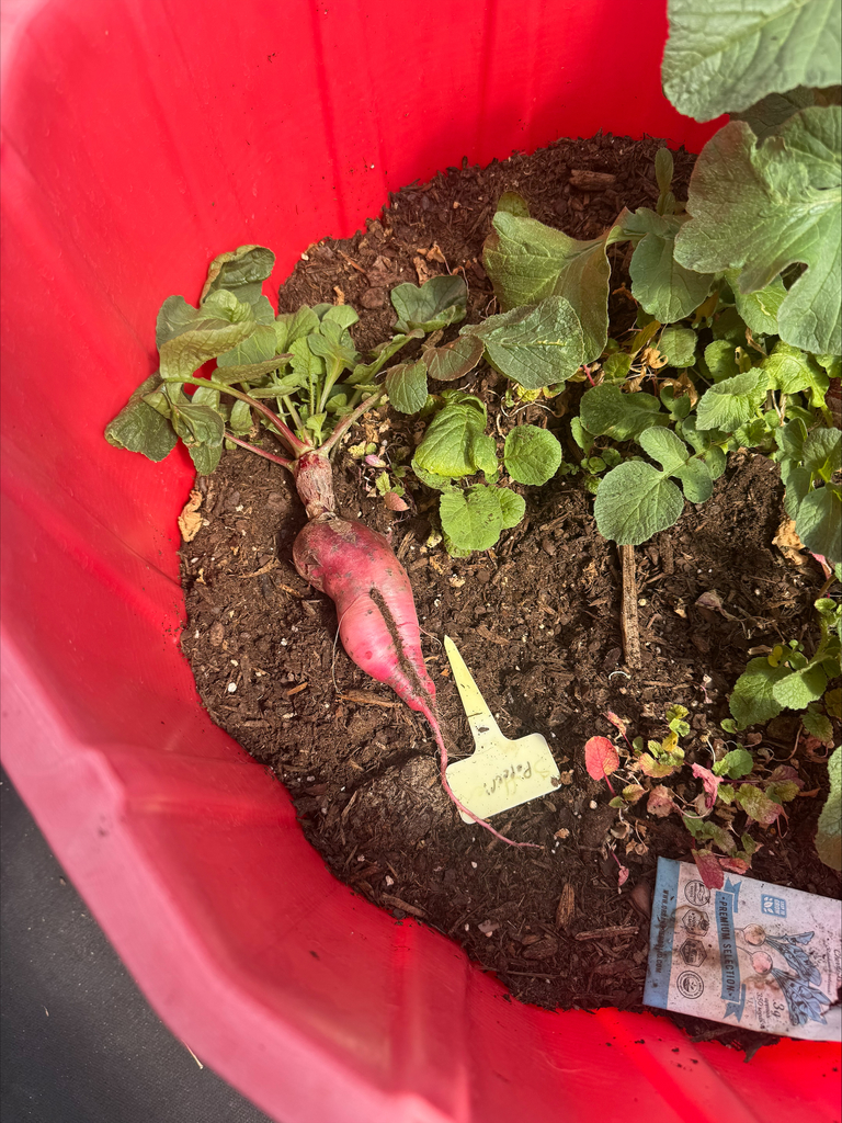 Crossroads Garden Club harvest pictures.