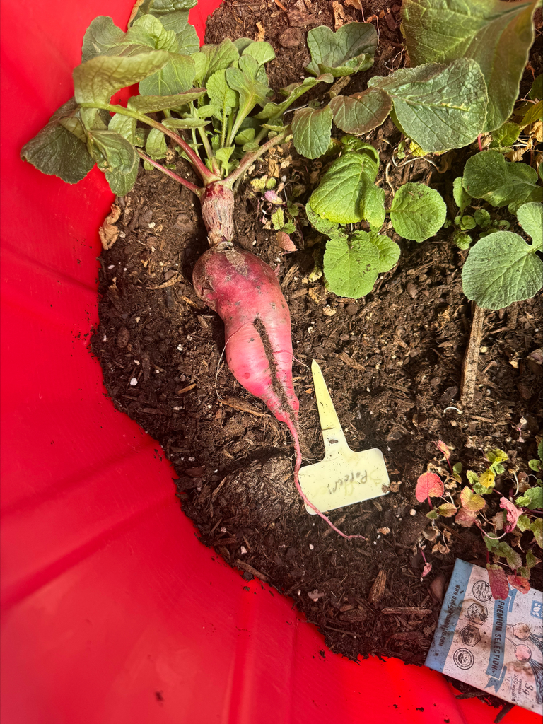 Crossroads Garden Club harvest pictures.