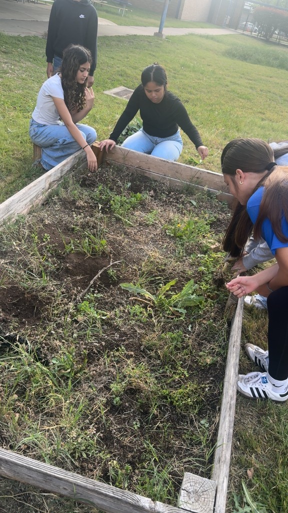 garden clean up- details in the post