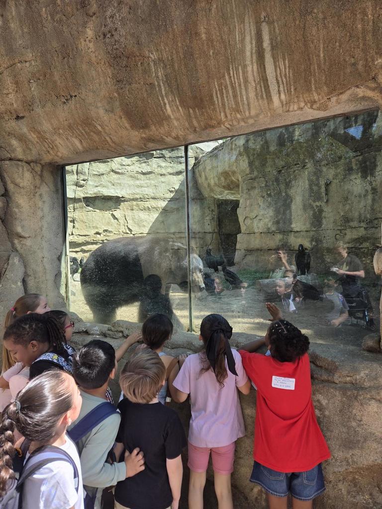 Students look at bear