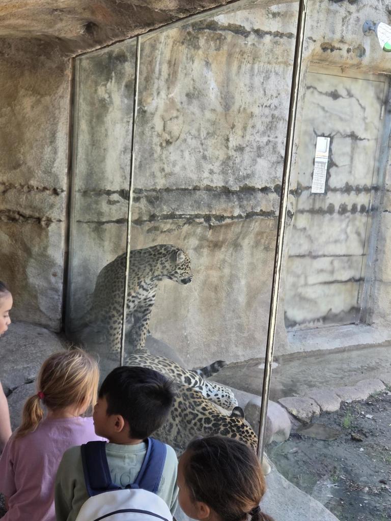 students look at leopard