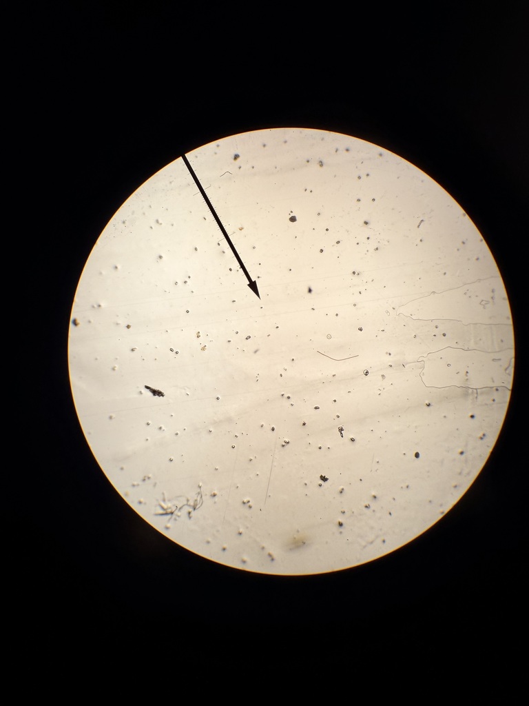 Copperas Cove High School students doing lab work in Enviromental Systems class.