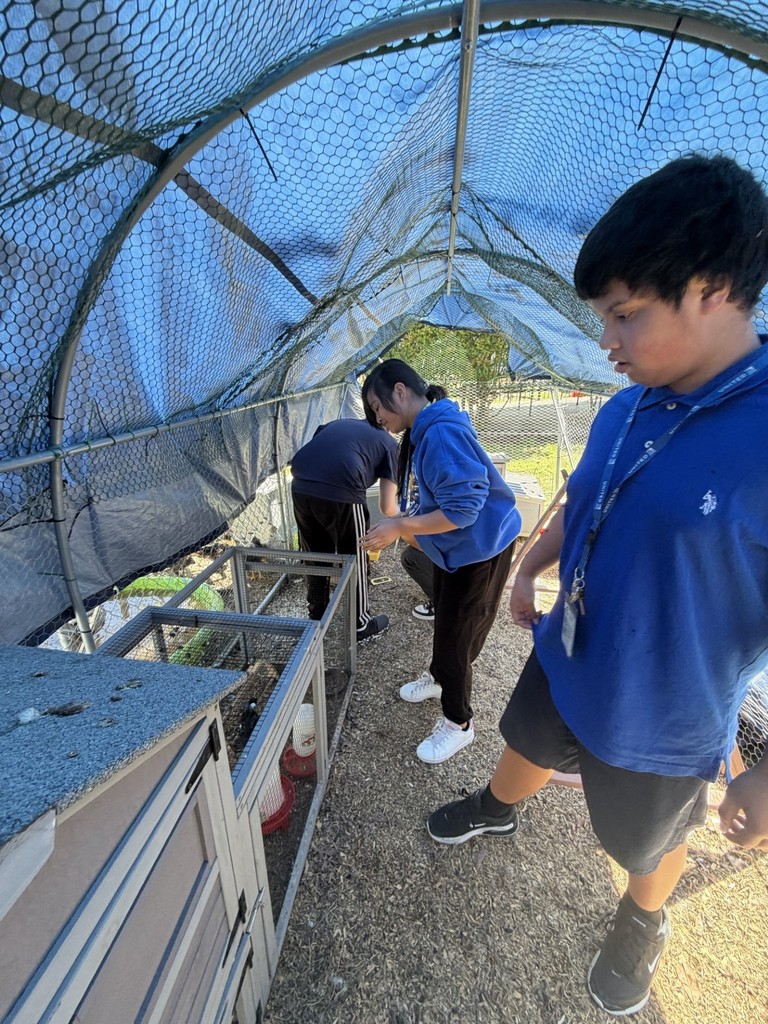 cleaning the coop- details in the post