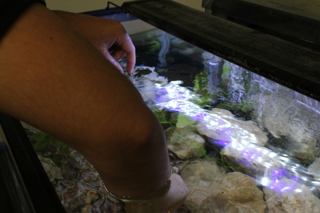 Students cleaning fish tanks at Aquatics Club. 