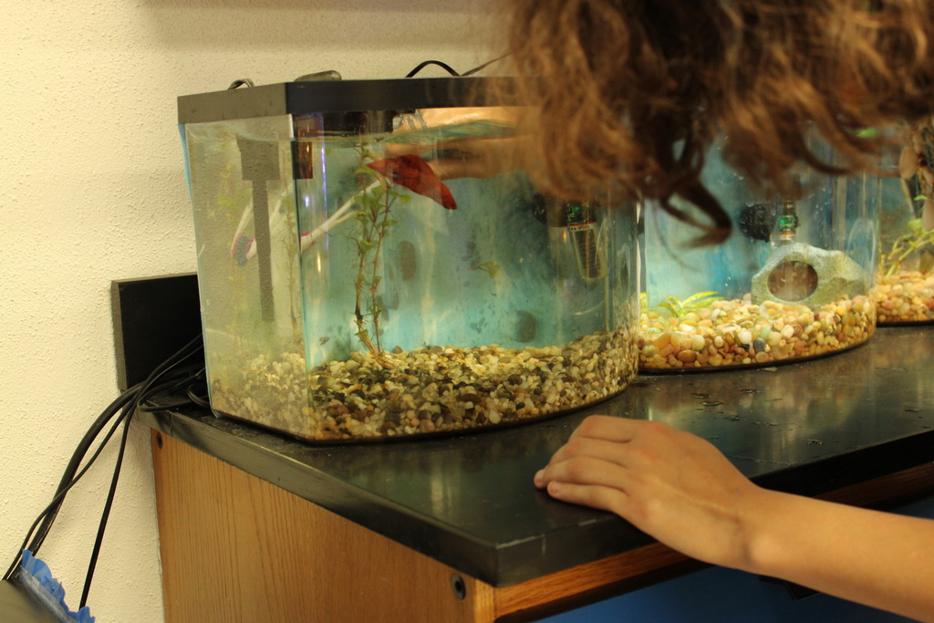 Students cleaning fish tanks at Aquatics Club. 
