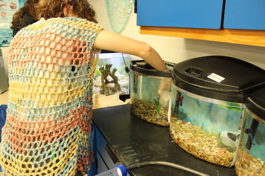 Students cleaning fish tanks at Aquatics Club. 