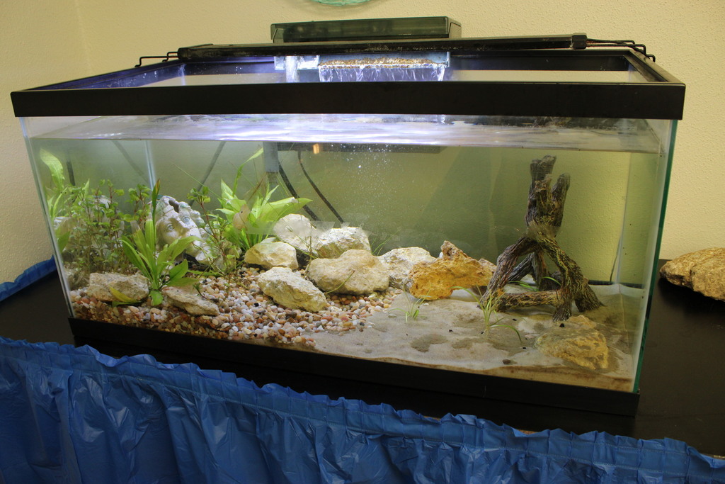 Students cleaning fish tanks at Aquatics Club. 