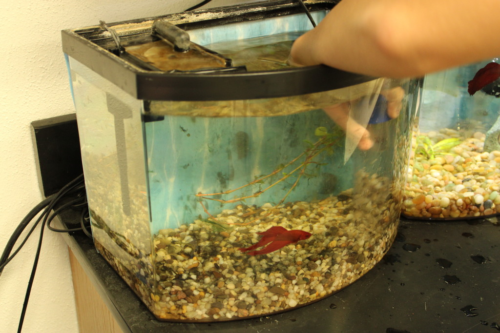 Students cleaning fish tanks at Aquatics Club. 