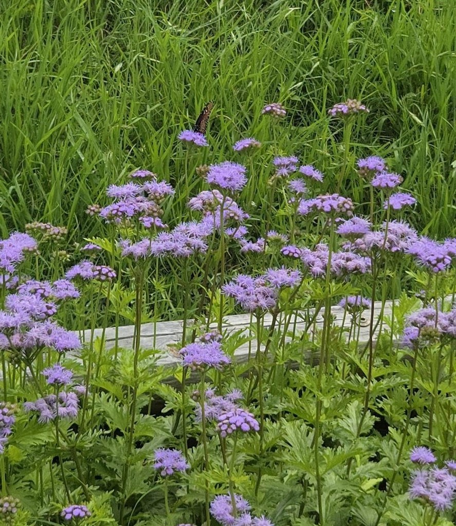 Butterfly garden in bloom