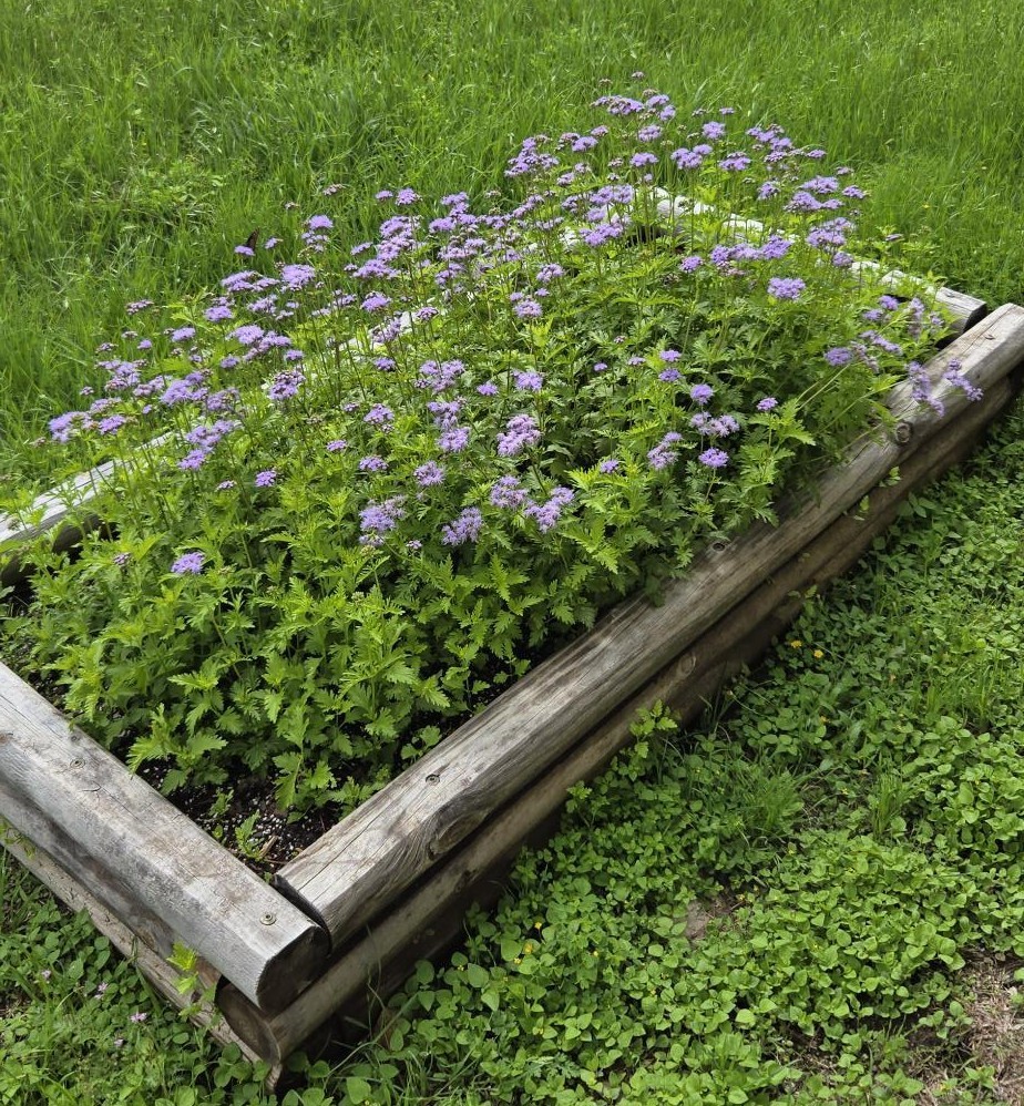 Butterfly garden in bloom
