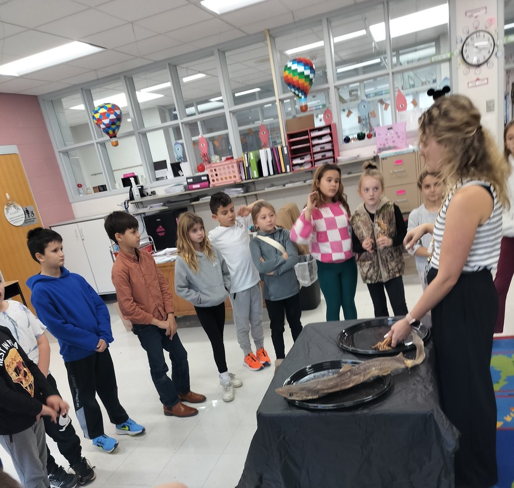 Grade 3 shark and squid lesson