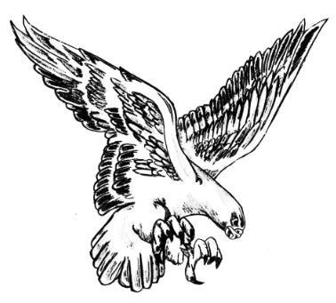 line drawing image of a descending falcon
