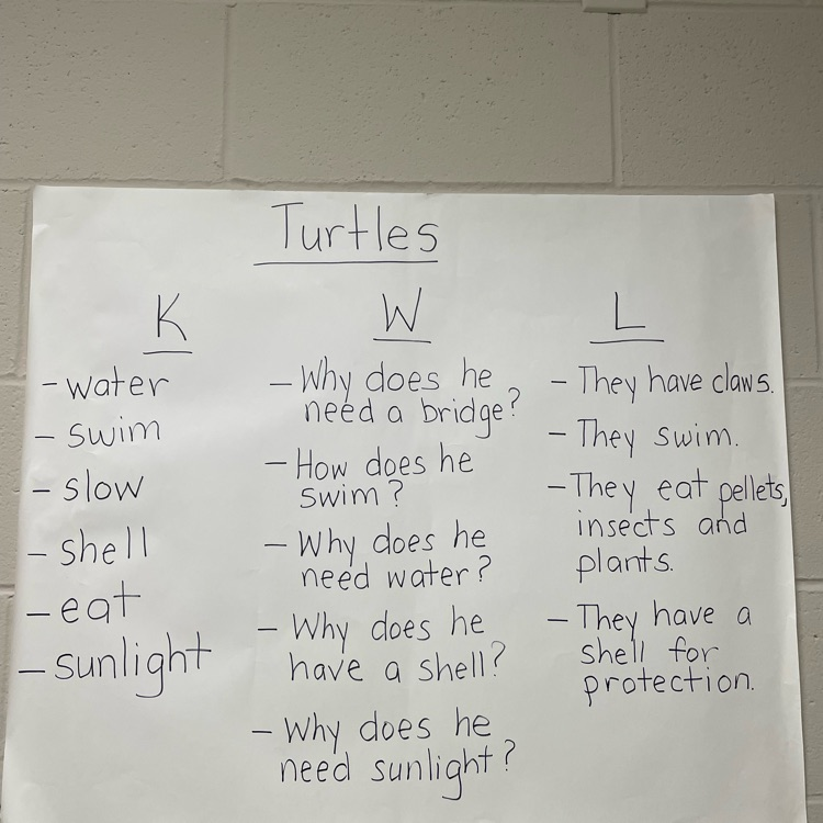 Turtle KWL Chart