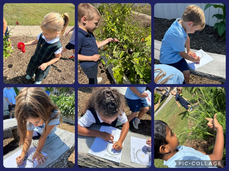Kindergarten is learning how to observe, examine, record date and share information all while working in the STEAM garden!