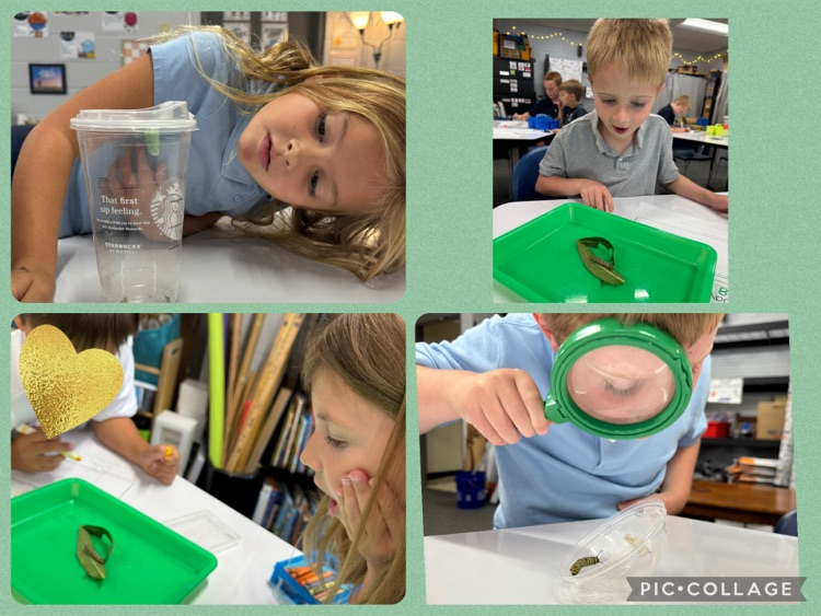 Observing the caterpillars and chrysalis.