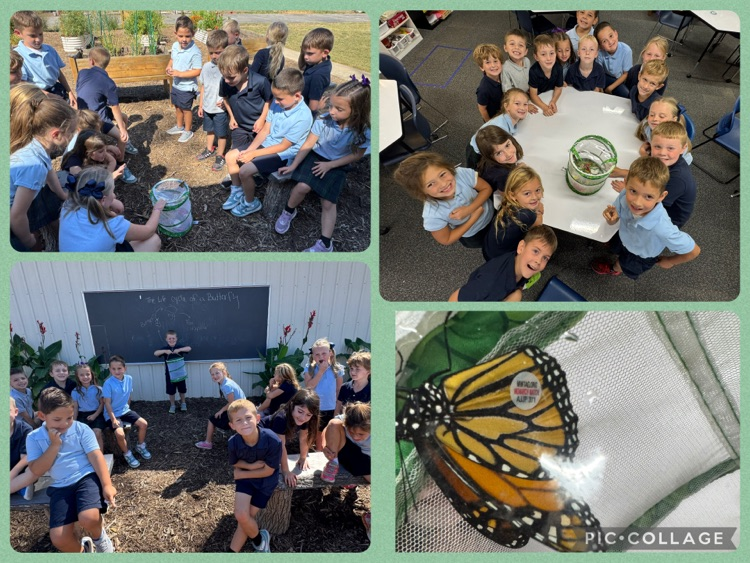 Releasing the butterflies after tagging them!